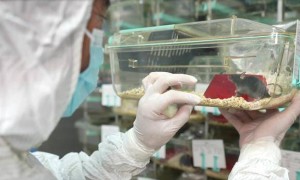 4只小鼠将住“太空宿舍”!中国空间站首次开展这项实验